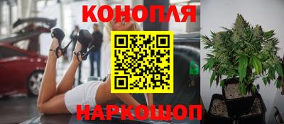 гидра Будённовск